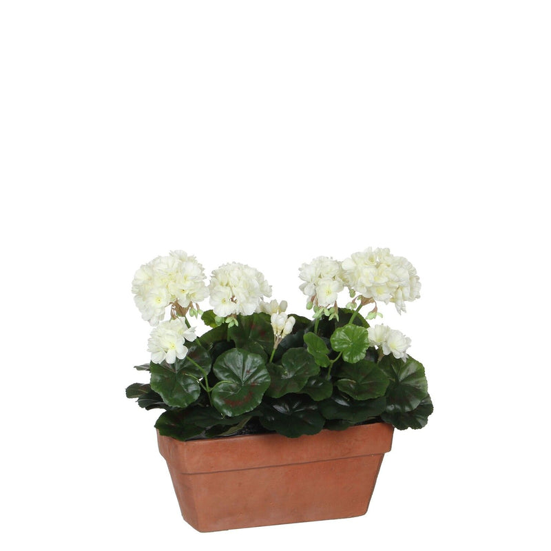 White Geranium in Terra Planter L29 x W13 x H40 cm - POTTED PLANTS - DRY ORNAMENTAL - Beattys of Loughrea