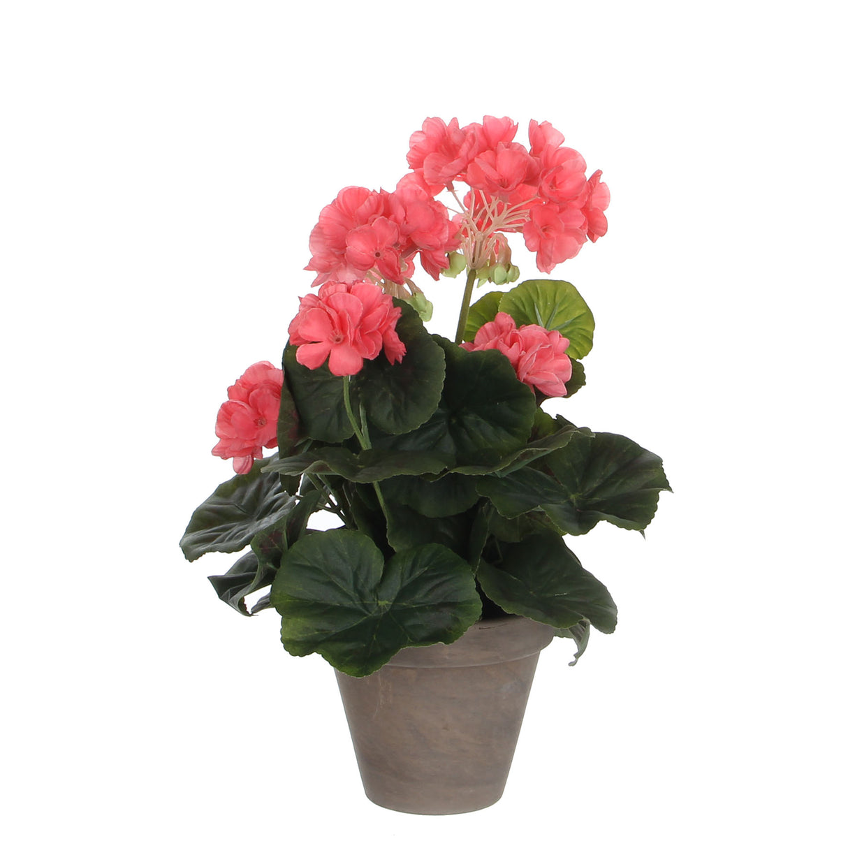 Geranium in Grey Pot 34 x 20cm Salmon