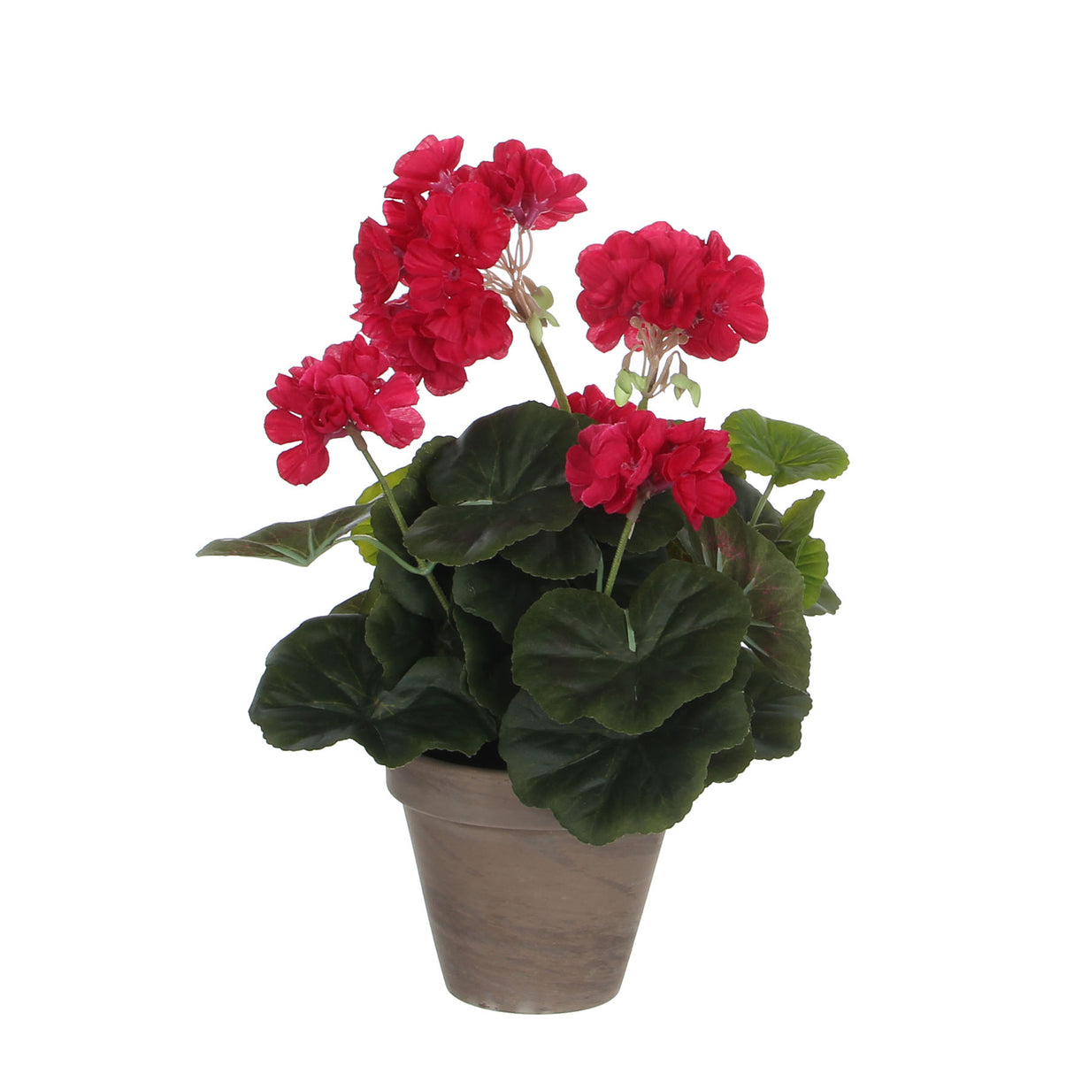 Geranium in Grey Pot 34 x 20cm Dark Pink