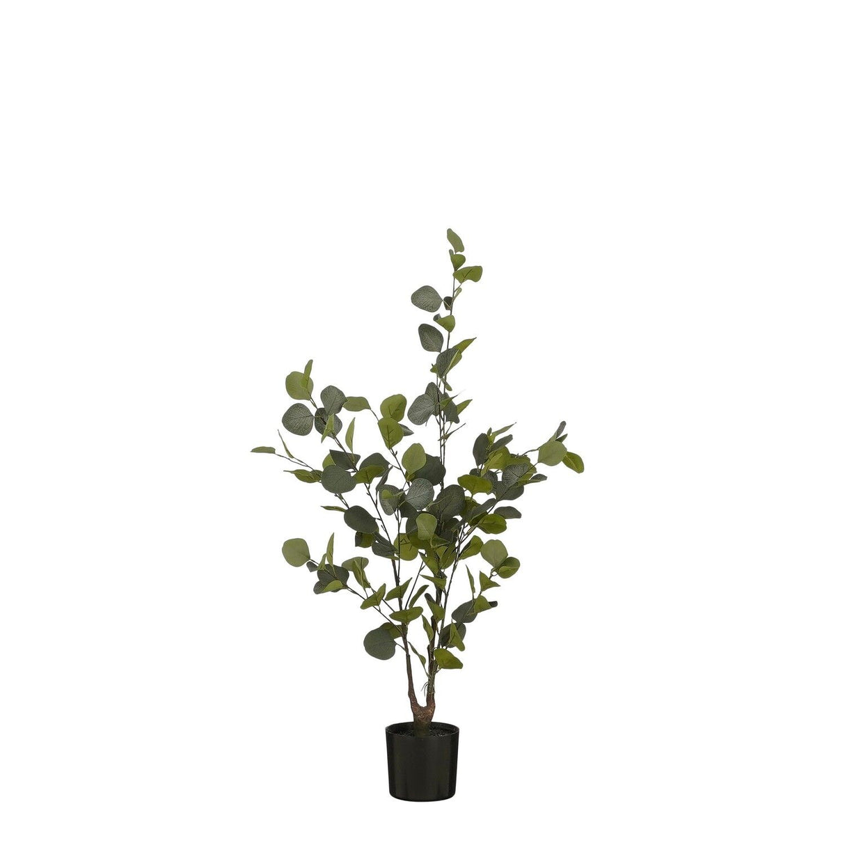 Eucalyptus Tree in Pot 120cm