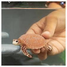 Schleich Hawskbill Sea Turtle