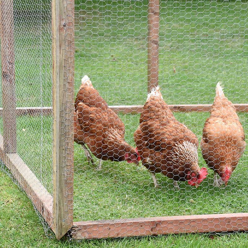 Galvanised Wire Netting, 13mm, 50 × 550 cm - NETTING, MESH, WEED BLOCK - Beattys of Loughrea