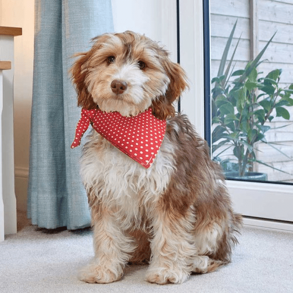 Dog Beau Bandana Red Polka - Large/X - Large - XMAS CLOTHING Christmas clothing human and pet - Beattys of Loughrea