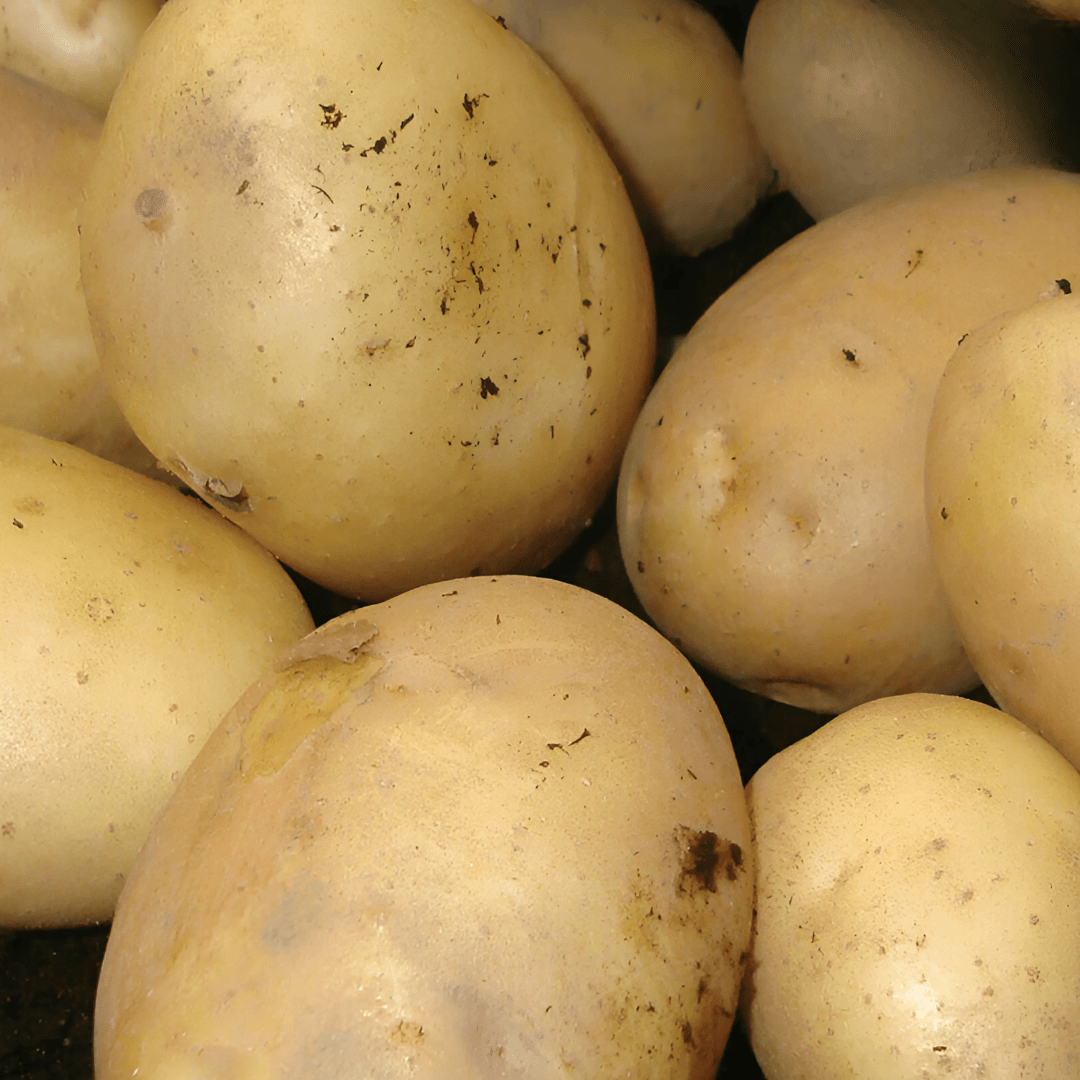 Home Guard First Early Seed Potatoes 2kg - SEED POTATOES - Beattys of Loughrea