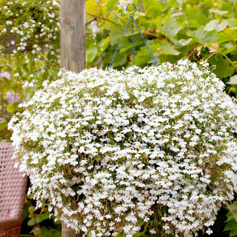 Suttons Lobelia Supacoat Cascade White G120124 - SEED VEG & FLOWER - Beattys of Loughrea