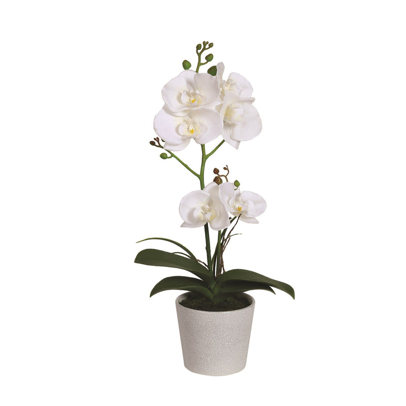 White Orchid in Pot 42cm - POTTED PLANTS - DRY ORNAMENTAL - Beattys of Loughrea