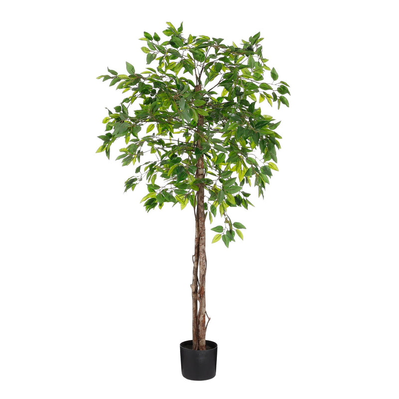 Ficus in Pot Green 150 x 50cm - POTTED PLANTS - DRY ORNAMENTAL - Beattys of Loughrea