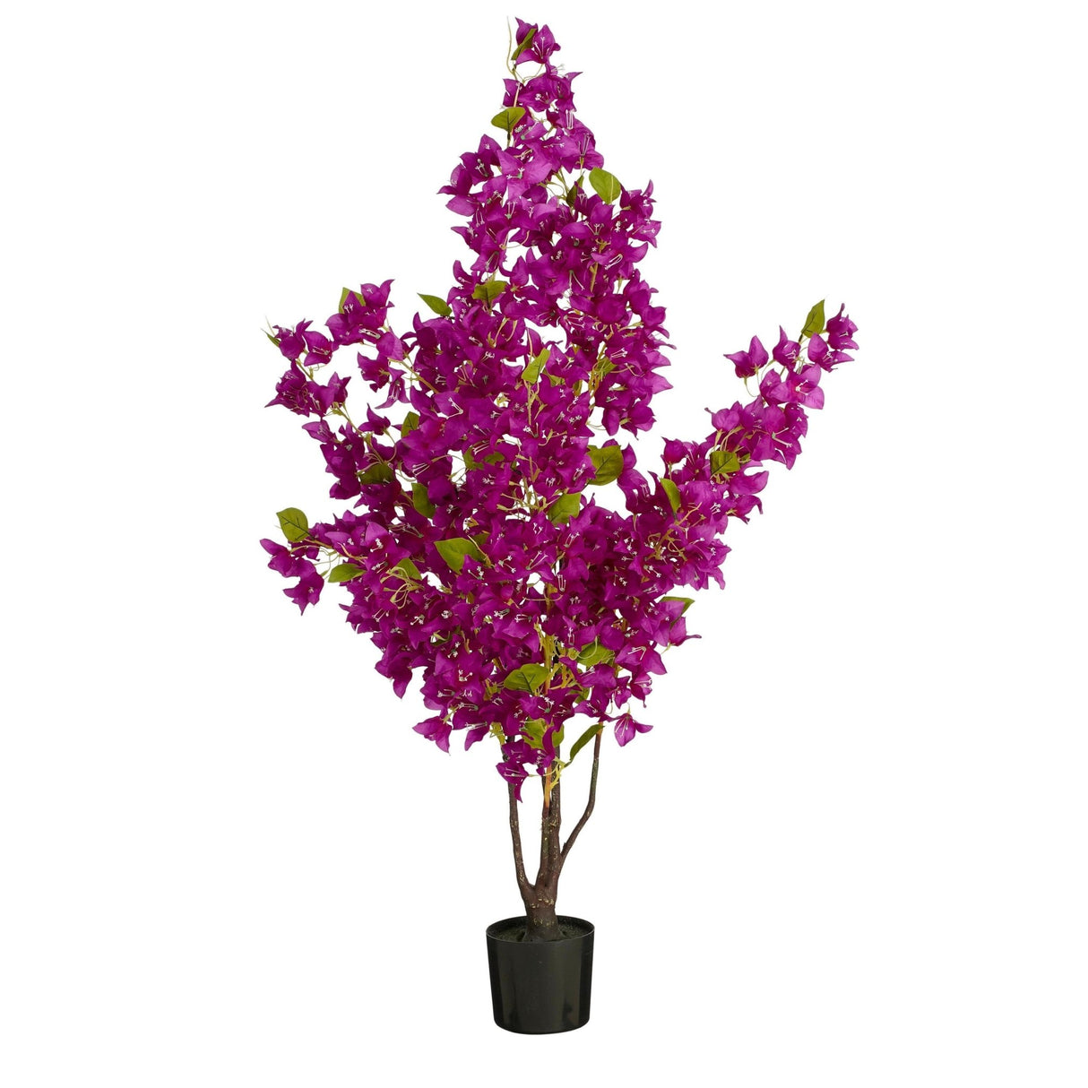 Bougainvillea Plant in Pot Fuchsia 120 x 50cm - POTTED PLANTS - DRY ORNAMENTAL - Beattys of Loughrea