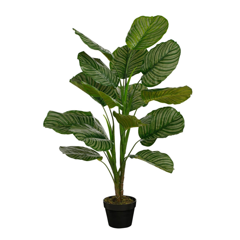 Calathea Plant in Pot 120 x 80cm - POTTED PLANTS - DRY ORNAMENTAL - Beattys of Loughrea