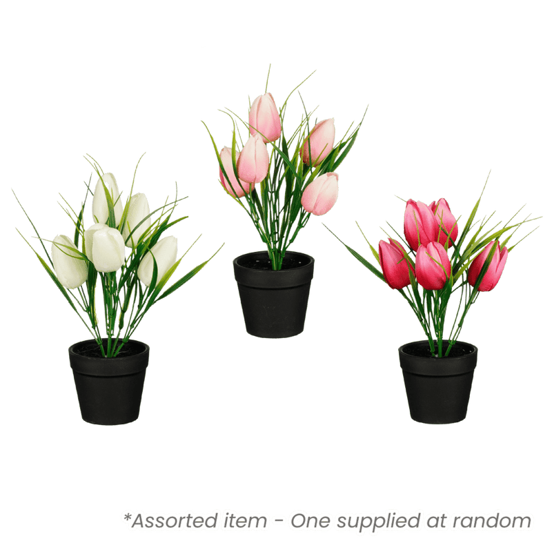 Tulip in Pot Assorted 8 x 28 x 8cm - One Supplied - POTTED PLANTS - DRY ORNAMENTAL - Beattys of Loughrea