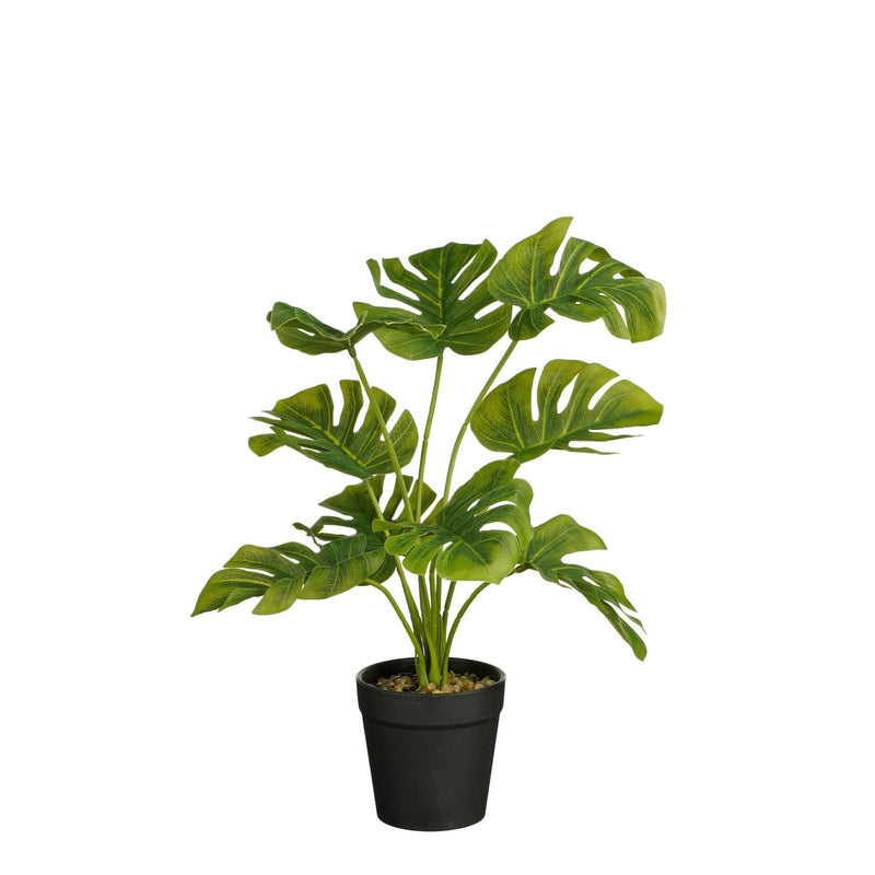 Monstera Plant in Pot 40 x 25cm - POTTED PLANTS - DRY ORNAMENTAL - Beattys of Loughrea