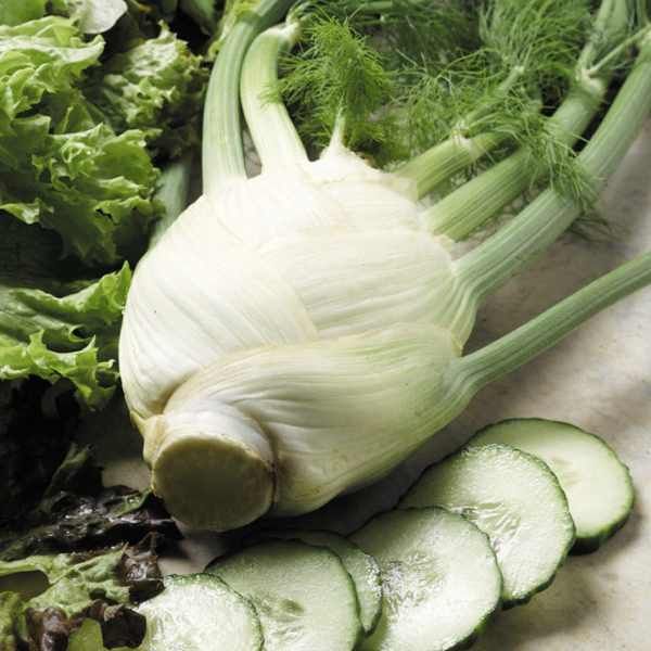 Suttons Fennelsirio Pp - SEED VEG & FLOWER - Beattys of Loughrea