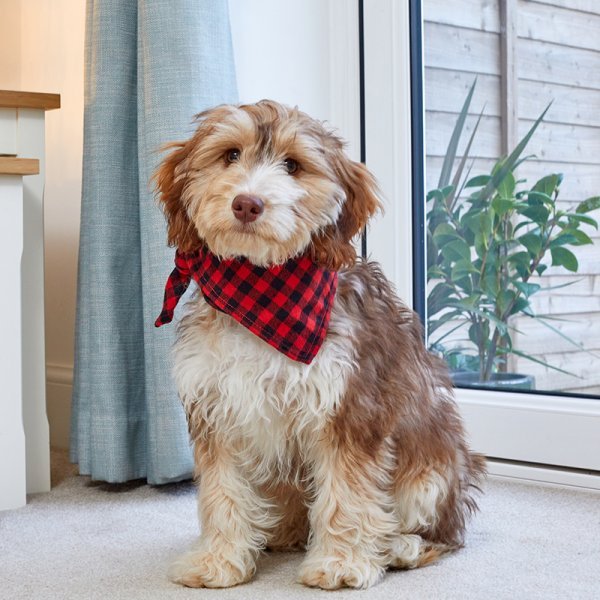 Beau Bandana - S/M - Red Check - Beattys of Loughrea | www.beattys.ie