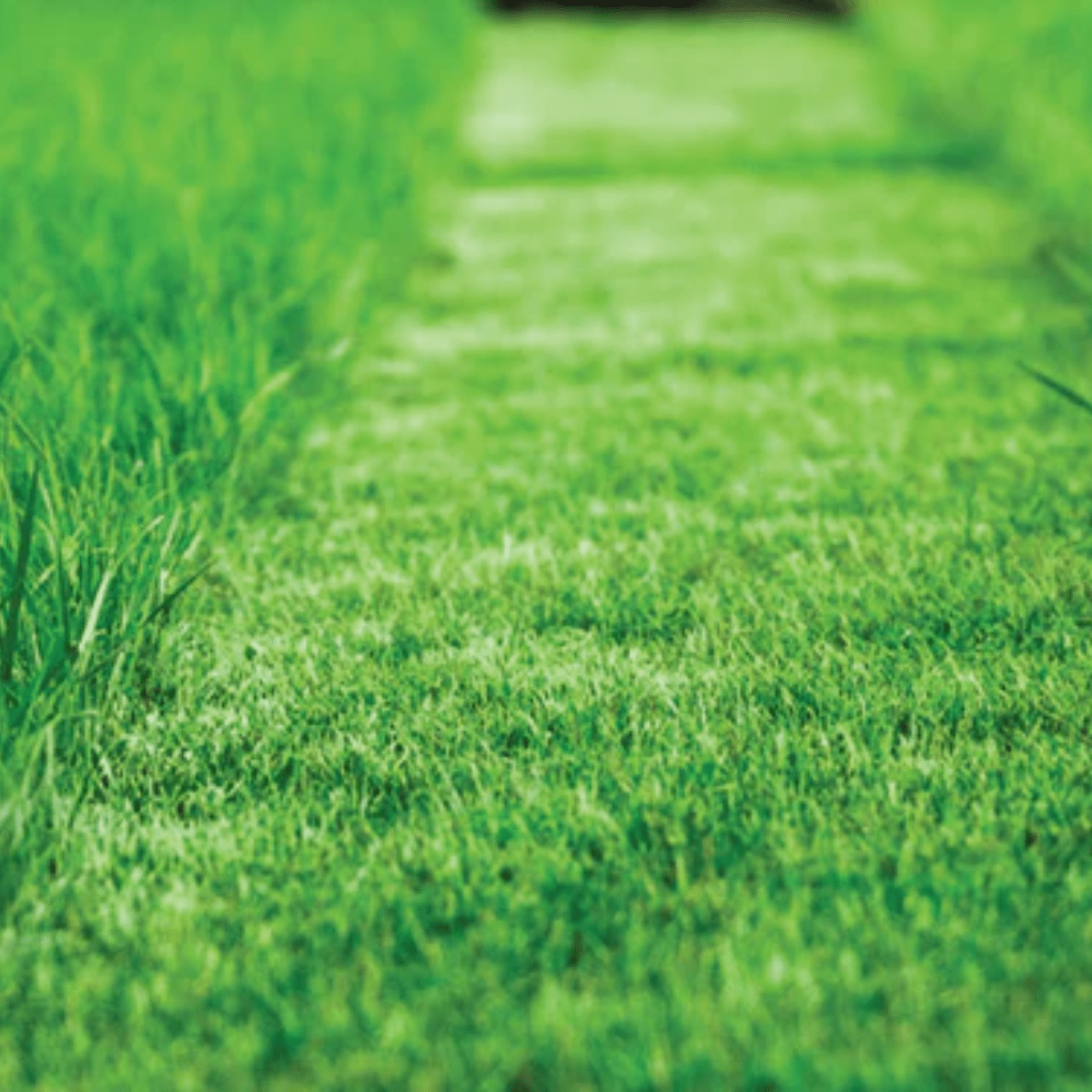 The Future of Gardening:  Robotic Lawn Mower Revolution - Beattys of Loughrea