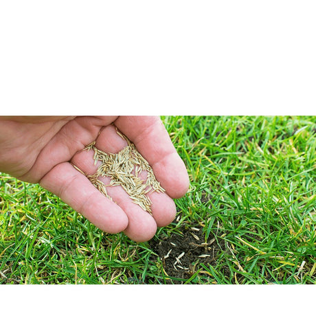 Lawn & Grass Seed