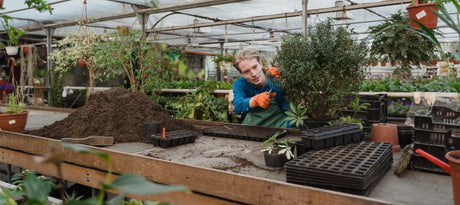 Plants, Seeds, and Compost - Beattys of Loughrea 