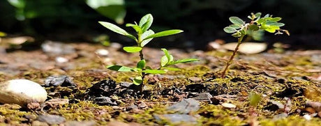 Weed Control - Beattys of Loughrea 
