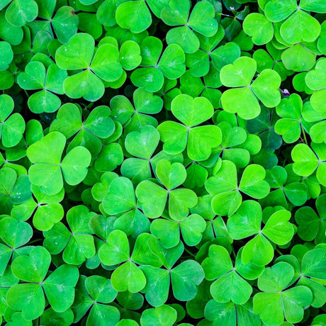 St Patricks Weekend Specials - 17 @ 17! - Beattys of Loughrea