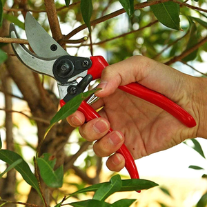 Green Blade Pruning Shears 8" - PRUNING - Beattys of Loughrea