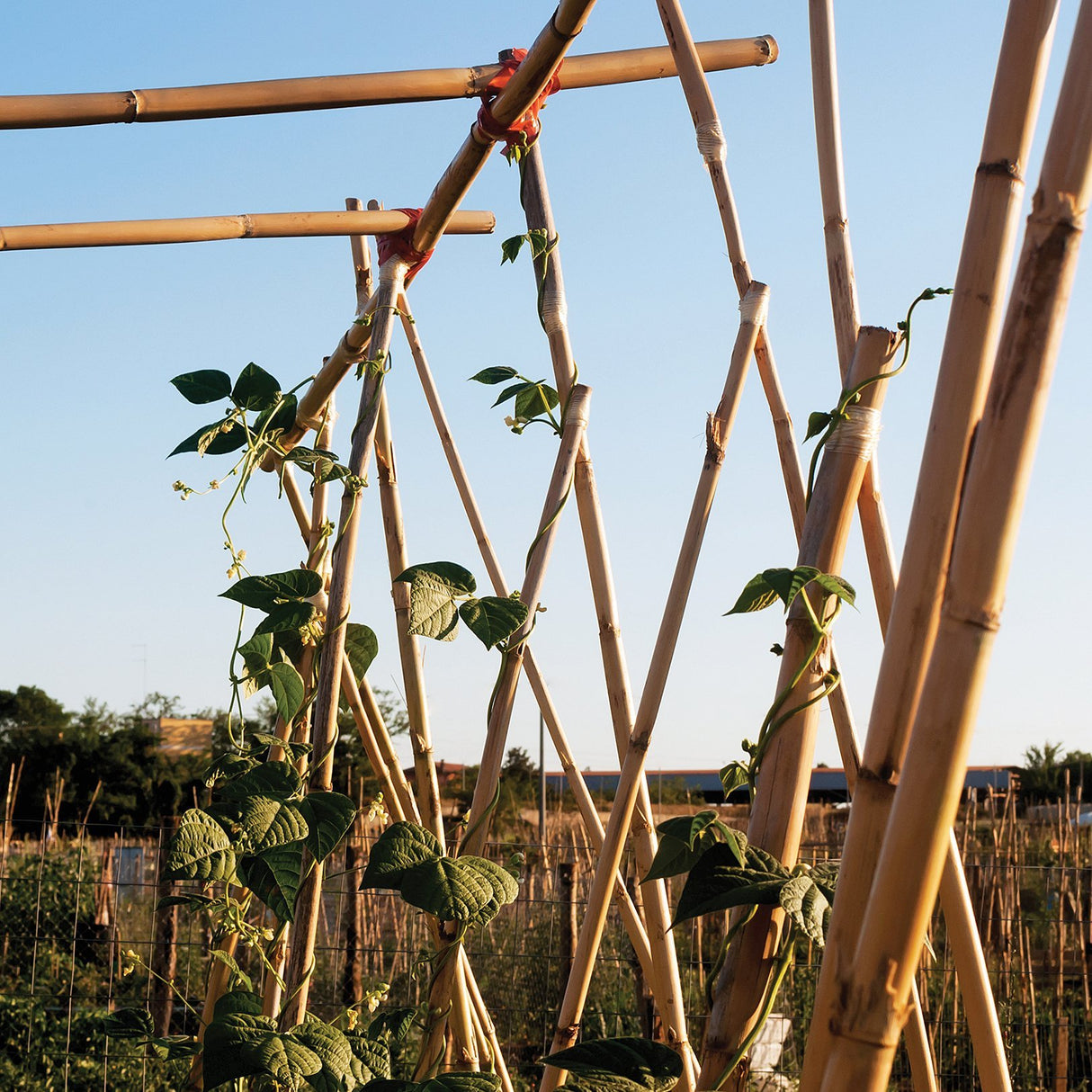 Grass Roots 1.5m Natural Bamboo Canes Pack of 10 - PLANT TIES BAMBOO CANES STRING LABELS GARDEN PEGS - Beattys of Loughrea