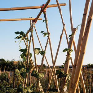 Grass Roots 1.5m Natural Bamboo Canes Pack of 10 - PLANT TIES BAMBOO CANES STRING LABELS GARDEN PEGS - Beattys of Loughrea