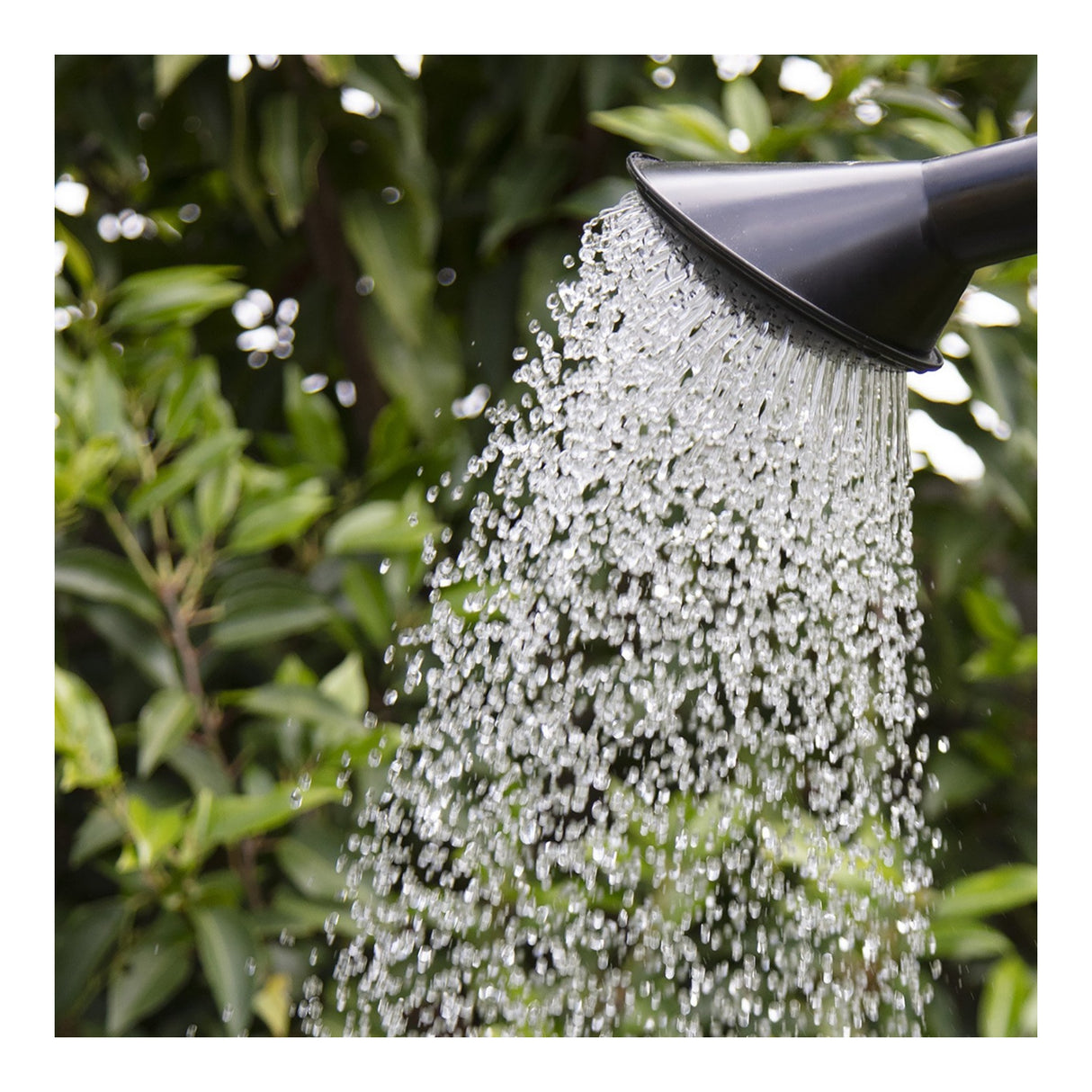 AquaPlus Watering Can Rose for 8 Litre and 10 Litre Cans