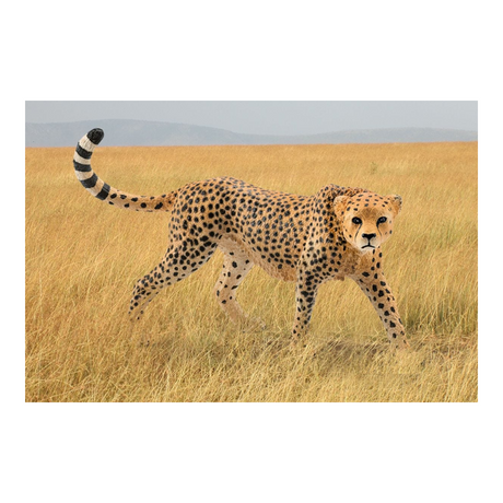 Schleich Cheetah, female 14746
