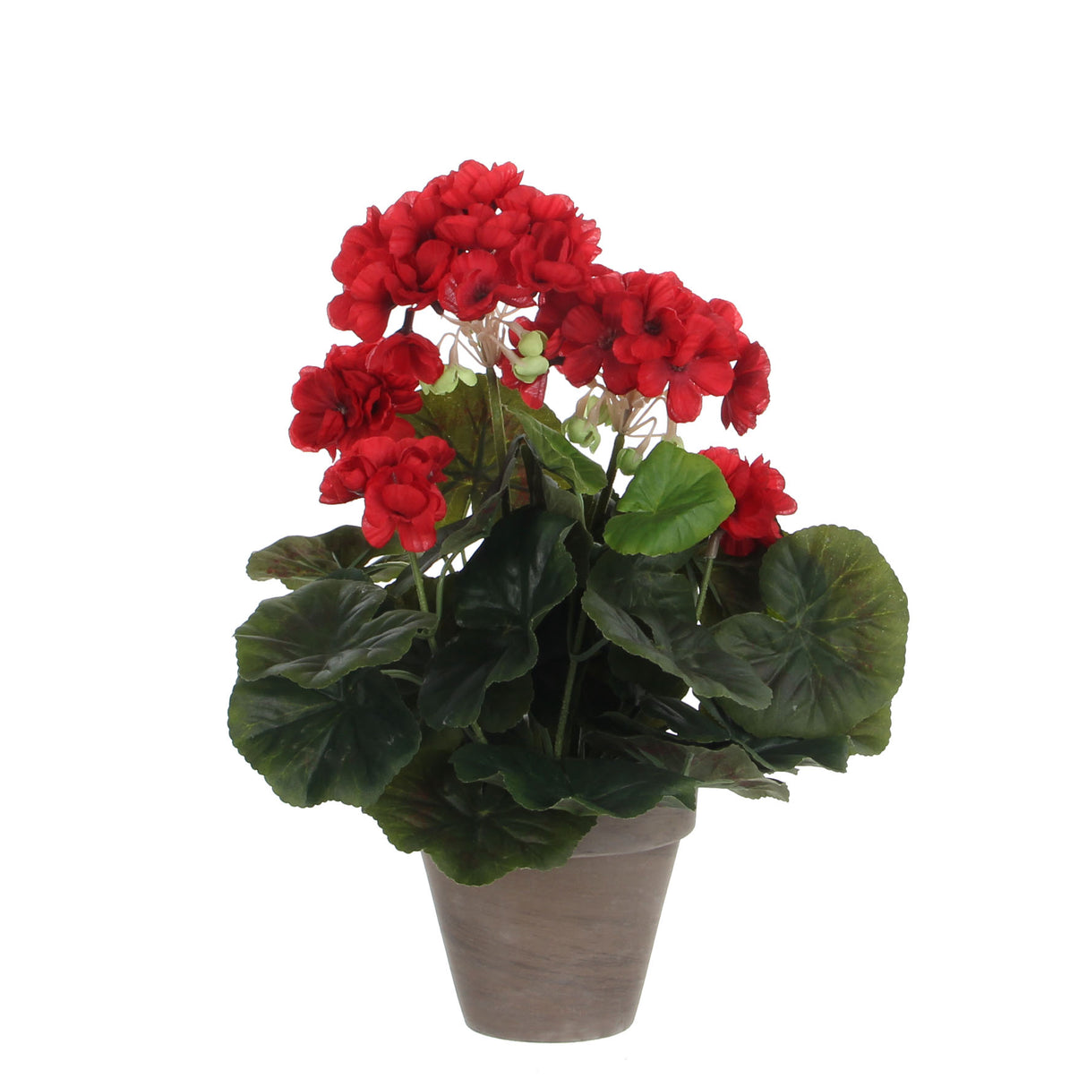 Geranium in Grey Pot 34 x 20cm Red