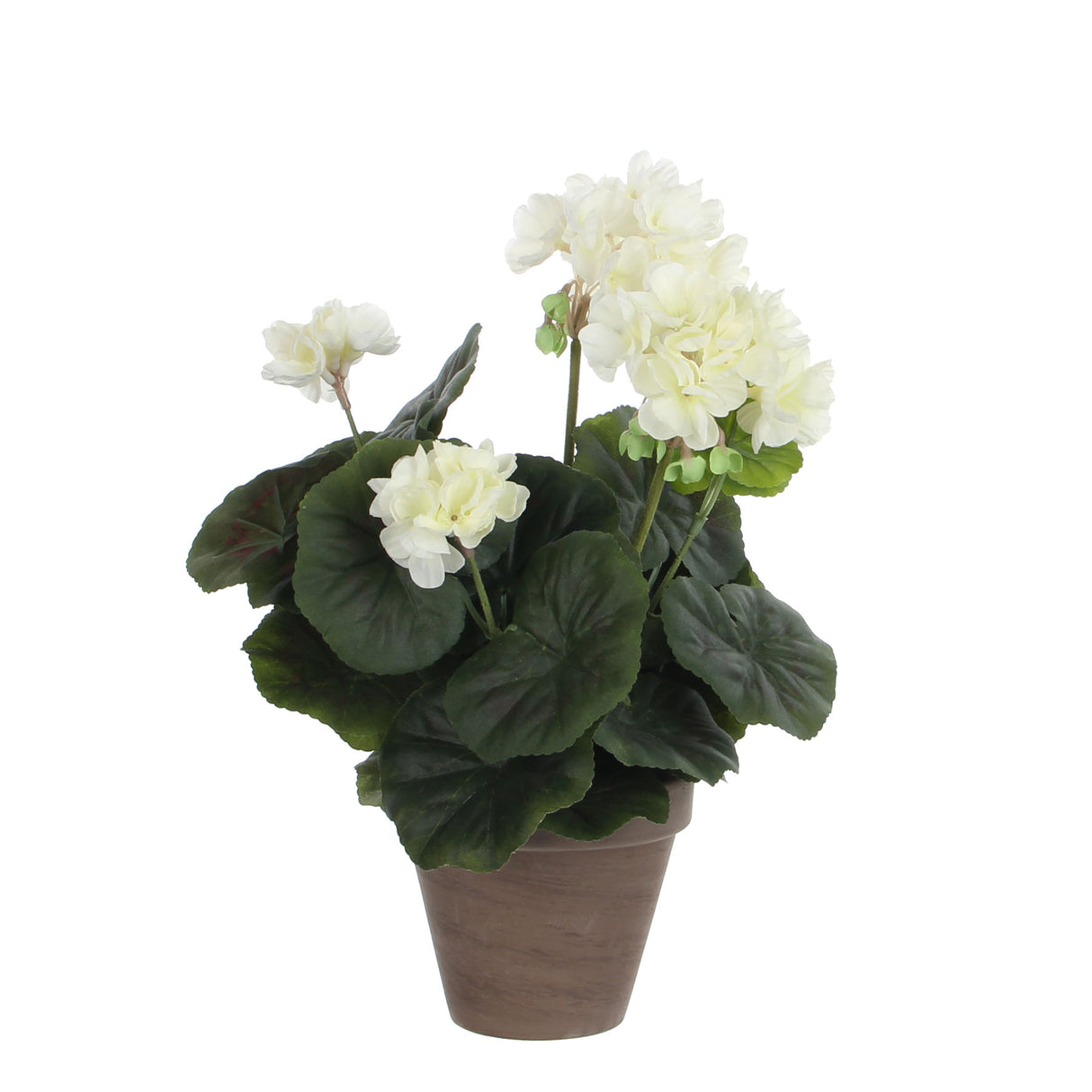 Geranium in Grey Pot 34 x 20cm Cream