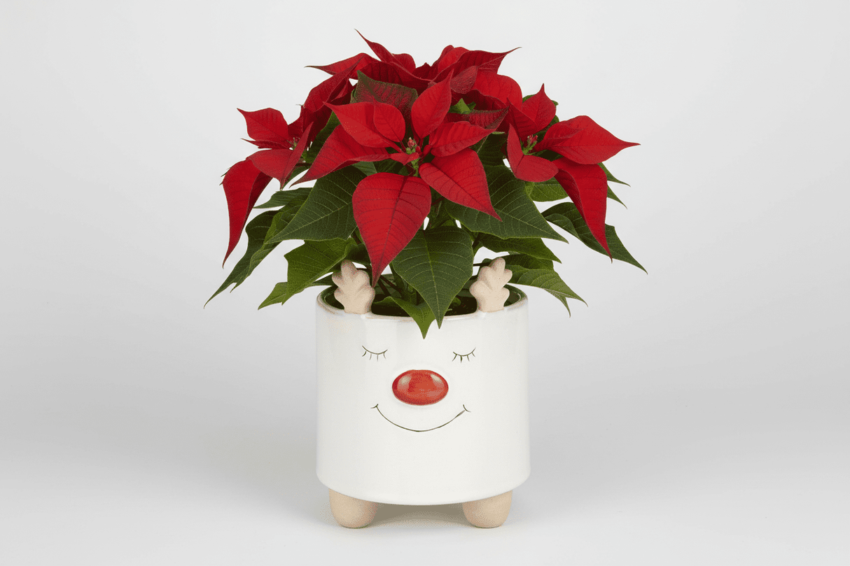 Christmas Reindeer Pot 18 x 14cm Assorted - One Supplied* - Beattys of Loughrea | www.beattys.ie