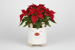 Christmas Reindeer Pot 18 x 14cm Assorted - One Supplied* - Beattys of Loughrea | www.beattys.ie