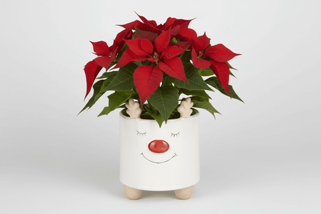 Christmas Reindeer Pot 18 x 14cm Assorted - One Supplied* - Beattys of Loughrea | www.beattys.ie