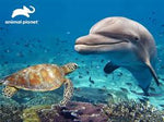 Animal Planet Dolphin & Turtle 500Pce 3D Puzzle - JIGSAWS - Beattys of Loughrea