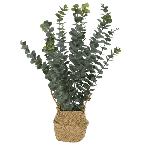 Artificial Eucalyptus Plant 22 × 50cm - POTTED PLANTS - DRY ORNAMENTAL - Beattys of Loughrea