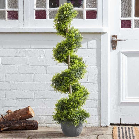 Cypress Topiary Twirl - POTTED PLANTS - DRY ORNAMENTAL - Beattys of Loughrea