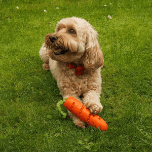 Carrot Treat Dispenser - PET TOYS BOOKS - Beattys of Loughrea