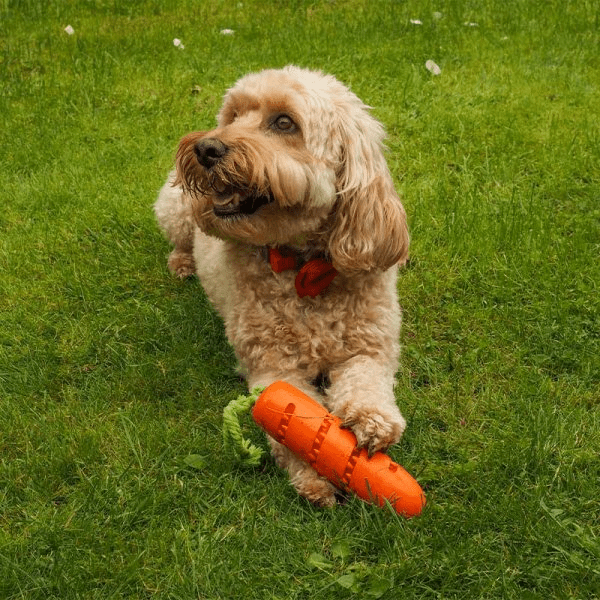 Carrot Treat Dispenser - PET TOYS BOOKS - Beattys of Loughrea