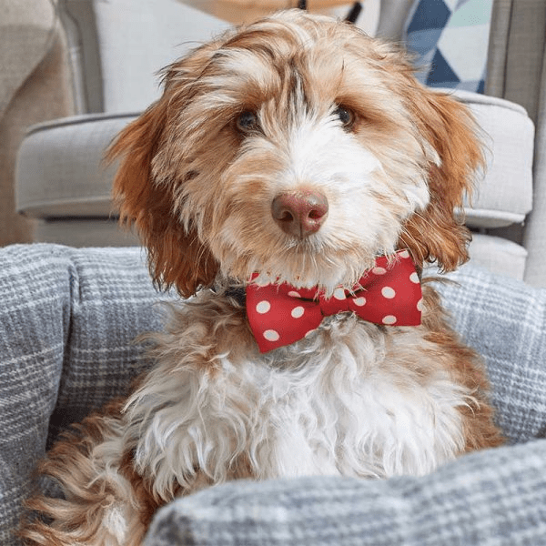 Dog Beau Tie 2pk - Red Polka/Red - XMAS CLOTHING Christmas clothing human and pet - Beattys of Loughrea
