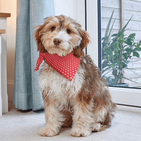 Dog Beau Bandana Red Polka - Small/Medium - XMAS CLOTHING Christmas clothing human and pet - Beattys of Loughrea