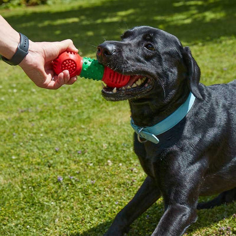 Zoon Dental GumBell Dog Toy – Large - PET TOYS BOOKS - Beattys of Loughrea