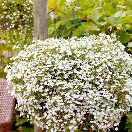 Suttons Lobelia Supacoat Cascade White G120124 - SEED VEG & FLOWER - Beattys of Loughrea