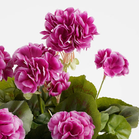 Purple Geranium in Terra Planter L29 x W13 x H40 cm - POTTED PLANTS - DRY ORNAMENTAL - Beattys of Loughrea
