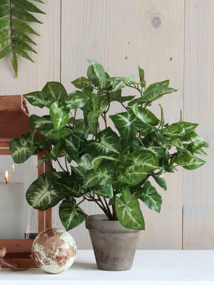 Syngonium Artificial Plant in Plant Pot H35 x Ø25cm - POTTED PLANTS - DRY ORNAMENTAL - Beattys of Loughrea