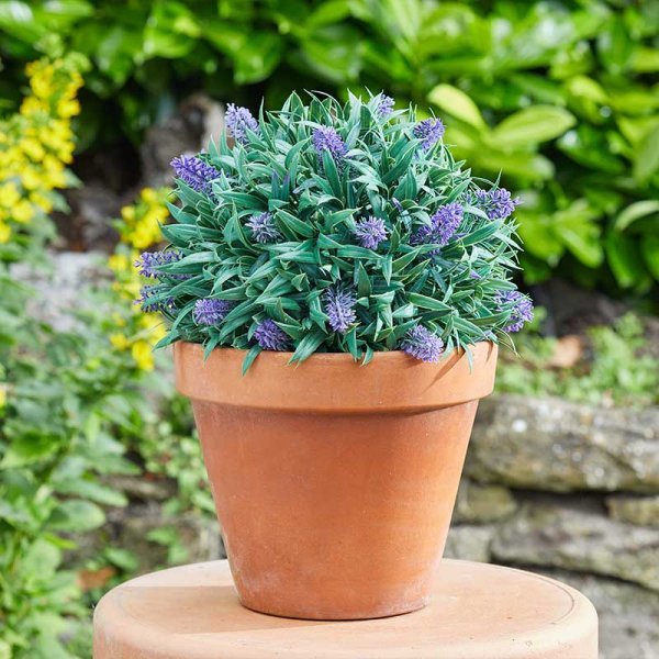 Faux Décor Topiary Lavender Ball - 30cm - POTTED PLANTS - DRY ORNAMENTAL - Beattys of Loughrea