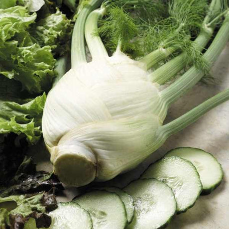 Suttons Fennelsirio Pp - SEED VEG & FLOWER - Beattys of Loughrea