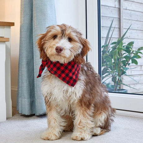 Beau Bandana - S/M - Red Check - Beattys of Loughrea | www.beattys.ie