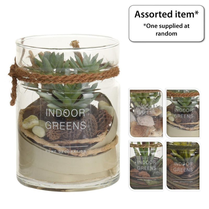 Succulent Plant in Glass Pot - POTTED PLANTS - DRY ORNAMENTAL - Beattys of Loughrea