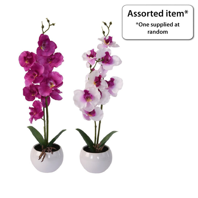 Orchid in Ceramic Pot - POTTED PLANTS - DRY ORNAMENTAL - Beattys of Loughrea