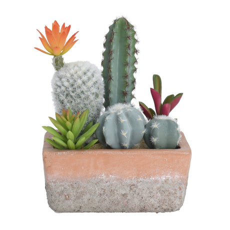 Cactus in Rectangular Pot - POTTED PLANTS - DRY ORNAMENTAL - Beattys of Loughrea