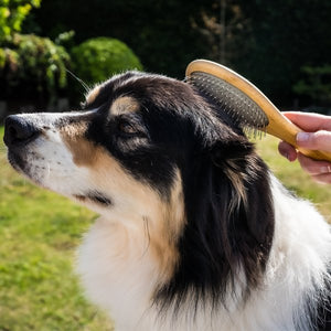 Pin Pet Brush - PET SHAMPOO FLEA PWDR GROOMING - Beattys of Loughrea